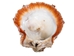 Spiny Oyster Shell: Orange #1: Gallery Item - 1086-41-G6336 (8UR11)