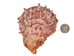 Spiny Oyster Shell: Orange #1: Gallery Item - 1086-41-G6337 (8UR11)