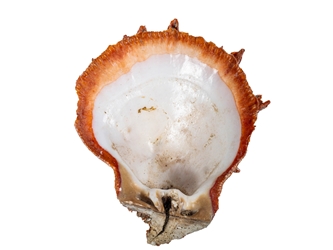 Spiny Oyster Shell: Orange #1: Gallery Item 