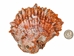 Spiny Oyster Shell: Orange #1: Gallery Item - 1086-41-G6338 (8UR11)