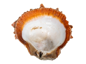 Spiny Oyster Shell: Orange #1: Gallery Item 