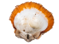Spiny Oyster Shell: Orange #1: Gallery Item 