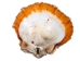 Spiny Oyster Shell: Orange #1: Gallery Item - 1086-41-G6339 (8UR11)