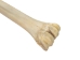 Giraffe Metacarpal Leg Bone: Gallery Item - 1201-20-G6068 (Y2PRG)