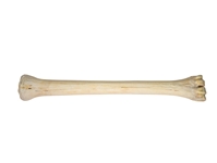 Giraffe Metacarpal Leg Bone: Gallery Item 