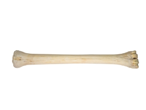 Giraffe Metacarpal Leg Bone: Gallery Item 