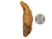 Fossil Cave Bear Canine: Gallery Item - 1230-10-G6198 (Y2DC01)