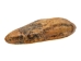 Fossil Cave Bear Canine: Gallery Item - 1230-10-G6198 (Y2DC01)