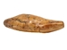 Fossil Cave Bear Canine: Gallery Item - 1230-10-G6198 (9UV1)