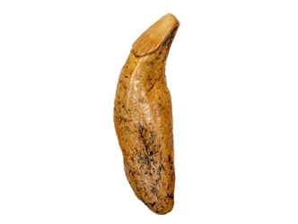 Fossil Cave Bear Canine: Gallery Item 