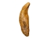 Fossil Cave Bear Canine: Gallery Item - 1230-10-G6198 (Y2DC01)