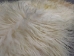 Greenlandic Sheepskin: Natural White: Gallery Item - 1371-10-G4923 (Y1K)