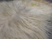 Greenlandic Sheepskin: Natural White: Gallery Item - 1371-10-G4923 (Y1K)