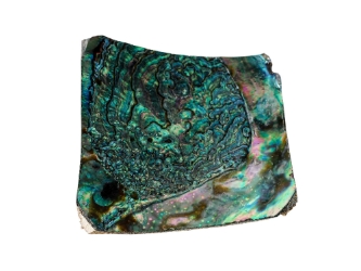 Mexican Green Abalone Shell Button: No Holes: 3.5" x 3.5": Gallery Item 