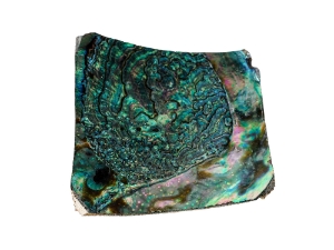 Mexican Green Abalone Shell Button: No Holes: 3.5" x 3.5": Gallery Item 