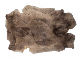 Natural Rex Rabbit Skin: Gallery Item 
