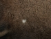 Buffalo Hide: #1: Gallery Item - 149-1-G4872 (Y2DRL)