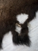 Buffalo Hide: #1: Gallery Item - 149-1-G4873 (Y2DRL)