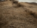 Buffalo Hide: #1: Gallery Item - 149-1-G4873 (Y2DRL)