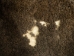 Buffalo Hide: #1: Gallery Item (Heavy) - 149-1-G4878 (Y1J)