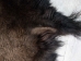 Buffalo Hide: #1: Gallery Item - 149-1-G4880 (Y1JRG)