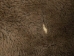 Buffalo Hide: #1: Gallery Item - 149-1-G4881 (Y1JRH)