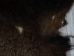 Buffalo Hide: #1: Gallery Item - 149-1-G4881 (Y1JRH)