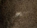 Buffalo Hide: #1: Gallery Item (Curly) - 149-1-G4882 (Y1JRH)