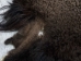 Buffalo Hide: #1: Gallery Item (Curly) - 149-1-G4882 (Y1JRH)