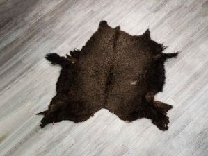 Buffalo Hide: #1: Gallery Item (Curly) 