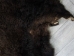 Buffalo Hide: #1: Gallery Item - 149-1-G4883 (Y1J)