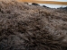Buffalo Hide: #1: Gallery Item - 149-1-G4883 (Y1J)