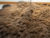 Buffalo Hide: Gallery Item - 149-G4939 (Y1J)