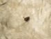 Buffalo Hide: Gallery Item - 149-G4945 (Y2DRL)