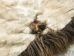 Buffalo Hide: Gallery Item - 149-G4945 (Y2DRL)