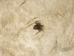 Buffalo Hide: Gallery Item - 149-G4946 (Y1J)
