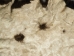 Buffalo Hide: Gallery Item - 149-G4947 (Y1JRH)