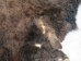 Buffalo Hide: Gallery Item - 149-G4947 (Y1JRH)