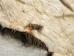 Buffalo Hide: Gallery Item - 149-G4950 (Y2DRR)
