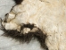 Buffalo Hide: Gallery Item - 149-G4950 (Y2DRR)