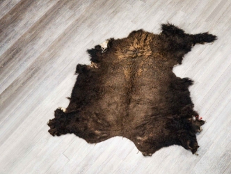 Buffalo Hide: Gallery Item 