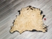 Buffalo Hide: Gallery Item - 149-G4951 (Y2DRE)