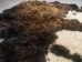 Buffalo Hide: Gallery Item - 149-G4951 (Y2DRE)