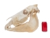 Belgium Draft Horse Skull: Gallery Item - 15-222-G6324 (Y2PXX)