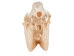 Belgium Draft Horse Skull: Gallery Item - 15-222-G6324 (Y2PXX)