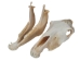 Belgium Draft Horse Skull: Gallery Item - 15-222-G6324 (Y2PXX)