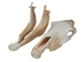 Belgium Draft Horse Skull: Gallery Item - 15-222-G6324 (Y2P)