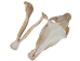 Belgium Draft Horse Skull: Gallery Item - 15-222-G6324 (Y2PXX)