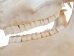 Belgium Draft Horse Skull: Gallery Item - 15-222-G6324 (Y2PXX)