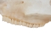 Belgium Draft Horse Skull: Gallery Item - 15-222-G6324 (Y2PXX)